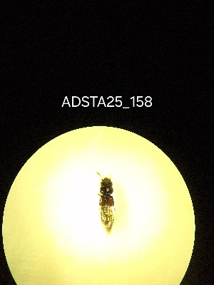  ( - ADSTA25_158)  @11 [ ] Unspecified (default): All Rights Reserved (2025) Dominik Rabl Unspecified