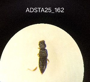  ( - ADSTA25_162)  @11 [ ] Unspecified (default): All Rights Reserved (2025) Dominik Rabl Unspecified