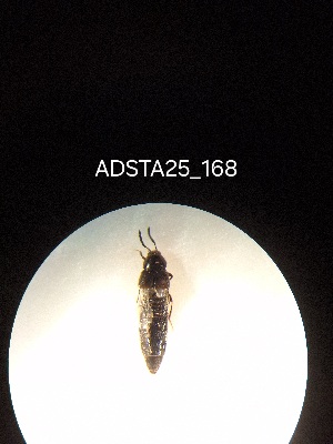  ( - ADSTA25_168)  @11 [ ] Unspecified (default): All Rights Reserved (2025) Dominik Rabl Unspecified