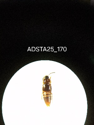  ( - ADSTA25_170)  @11 [ ] Unspecified (default): All Rights Reserved (2025) Dominik Rabl Unspecified