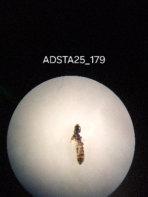  ( - ADSTA25_179)  @11 [ ] Unspecified (default): All Rights Reserved (2025) Dominik Rabl Unspecified