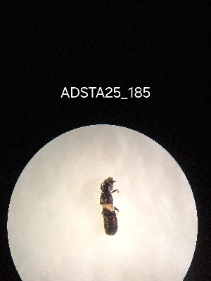  ( - ADSTA25_185)  @11 [ ] Unspecified (default): All Rights Reserved (2025) Dominik Rabl Unspecified