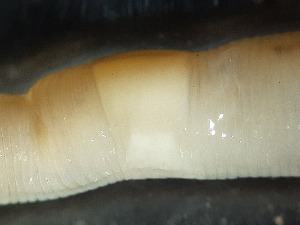  ( - ABOL-25-0372)  @11 [ ] Unspecified (default): All Rights Reserved (2025) Edith Gruber Unspecified