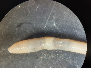  ( - ABOL-25-0333)  @11 [ ] Unspecified (default): All Rights Reserved (2025) Edith Gruber Unspecified