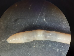  ( - ABOL-25-0333)  @11 [ ] Unspecified (default): All Rights Reserved (2025) Edith Gruber Unspecified