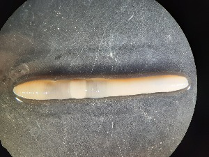  ( - ABOL-25-0333)  @11 [ ] Unspecified (default): All Rights Reserved (2025) Edith Gruber Unspecified