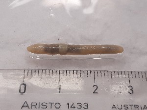  ( - ABOL-25-0333)  @11 [ ] Unspecified (default): All Rights Reserved (2025) Edith Gruber Unspecified