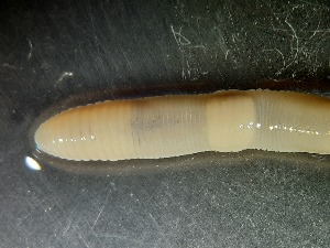  ( - ABOL-25-0321)  @11 [ ] Unspecified (default): All Rights Reserved (2025) Edith Gruber Unspecified