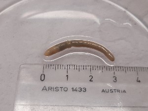  ( - ABOL-25-0321)  @11 [ ] Unspecified (default): All Rights Reserved (2025) Edith Gruber Unspecified