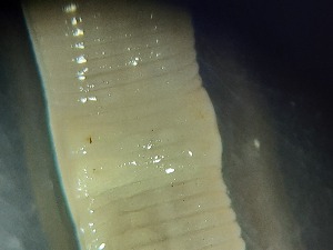  ( - ABOL-25-0321)  @11 [ ] Unspecified (default): All Rights Reserved (2025) Edith Gruber Unspecified