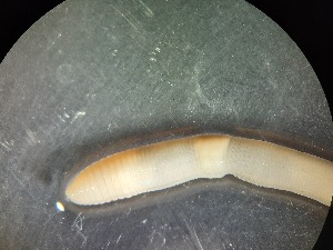  ( - ABOL-25-0321)  @11 [ ] Unspecified (default): All Rights Reserved (2025) Edith Gruber Unspecified