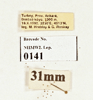  (Anchoscelis luteogrisea complex - NHMW2.Lep.0141)  @11 [ ] Unspecified (default): All Rights Reserved (2025) P. Huemer Unspecified