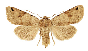  (Anchoscelis luteogrisea sairtana - NHMW2.Lep.0144)  @11 [ ] Unspecified (default): All Rights Reserved (2025) P. Huemer Unspecified