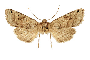  (Agrochola turcomanica - NHMW2.Lep.0154)  @11 [ ] Unspecified (default): All Rights Reserved (2025) P. Huemer Unspecified