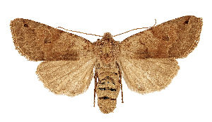  (Anchoscelis turcomanica - NHMW2.Lep.0155)  @11 [ ] Unspecified (default): All Rights Reserved (2025) P. Huemer Unspecified