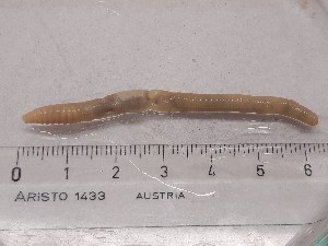  ( - ABOL-25-0366)  @11 [ ] Unspecified (default): All Rights Reserved (2025) Edith Gruber Unspecified