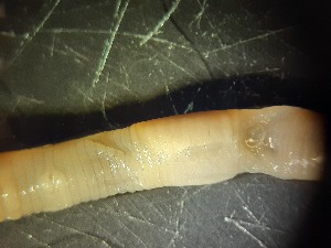  (Aporrectodea caliginosa caliginosa - ABOL-25-0366)  @11 [ ] Unspecified (default): All Rights Reserved (2025) Edith Gruber Unspecified