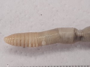  ( - ABOL-25-0343)  @11 [ ] Unspecified (default): All Rights Reserved (2025) Edith Gruber Unspecified