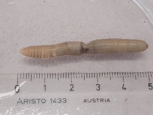  ( - ABOL-25-0343)  @11 [ ] Unspecified (default): All Rights Reserved (2025) Edith Gruber Unspecified