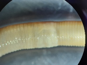  ( - ABOL-25-0358)  @11 [ ] Unspecified (default): All Rights Reserved (2025) Edith Gruber Unspecified