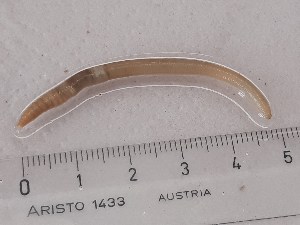  ( - ABOL-25-0358)  @11 [ ] Unspecified (default): All Rights Reserved (2025) Edith Gruber Unspecified