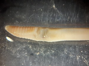  (Aporrectodea handlirschi - ABOL-25-0322)  @11 [ ] Unspecified (default): All Rights Reserved (2025) Edith Gruber Unspecified