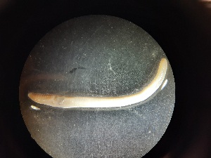  ( - ABOL-25-0322)  @11 [ ] Unspecified (default): All Rights Reserved (2025) Edith Gruber Unspecified