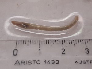  ( - ABOL-25-0322)  @11 [ ] Unspecified (default): All Rights Reserved (2025) Edith Gruber Unspecified