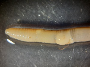  (Aporrectodea jassyensis - ABOL-25-0363)  @11 [ ] Unspecified (default): All Rights Reserved (2025) Edith Gruber Unspecified