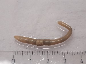  ( - ABOL-25-0363)  @11 [ ] Unspecified (default): All Rights Reserved (2025) Edith Gruber Unspecified