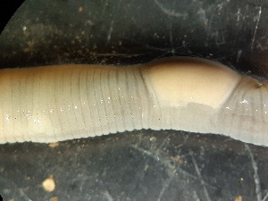  ( - ABOL-25-0370)  @11 [ ] Unspecified (default): All Rights Reserved (2025) Edith Gruber Unspecified