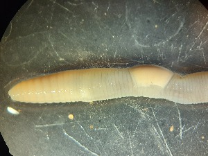  ( - ABOL-25-0370)  @11 [ ] Unspecified (default): All Rights Reserved (2025) Edith Gruber Unspecified