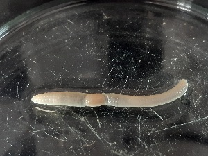  ( - ABOL-25-0370)  @11 [ ] Unspecified (default): All Rights Reserved (2025) Edith Gruber Unspecified