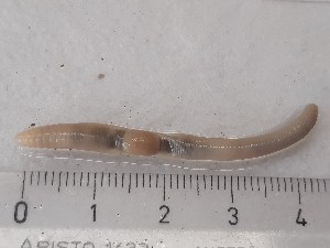  ( - ABOL-25-0370)  @11 [ ] Unspecified (default): All Rights Reserved (2025) Edith Gruber Unspecified