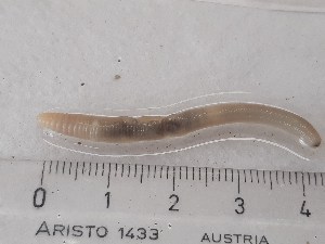  ( - ABOL-25-0370)  @11 [ ] Unspecified (default): All Rights Reserved (2025) Edith Gruber Unspecified