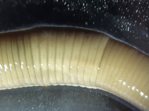  ( - ABOL-25-0336)  @11 [ ] Unspecified (default): All Rights Reserved (2025) Edith Gruber Unspecified