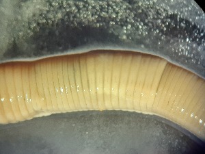  ( - ABOL-25-0336)  @11 [ ] Unspecified (default): All Rights Reserved (2025) Edith Gruber Unspecified