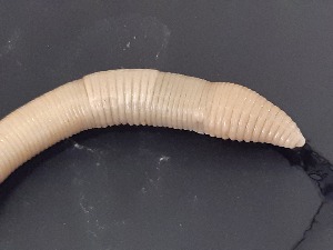  ( - ABOL-25-0336)  @11 [ ] Unspecified (default): All Rights Reserved (2025) Edith Gruber Unspecified