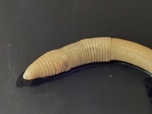  ( - ABOL-25-0336)  @11 [ ] Unspecified (default): All Rights Reserved (2025) Edith Gruber Unspecified