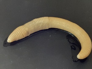  ( - ABOL-25-0336)  @11 [ ] Unspecified (default): All Rights Reserved (2025) Edith Gruber Unspecified