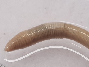  ( - ABOL-25-0336)  @11 [ ] Unspecified (default): All Rights Reserved (2025) Edith Gruber Unspecified