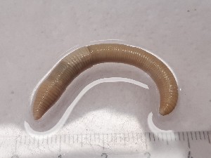  ( - ABOL-25-0336)  @11 [ ] Unspecified (default): All Rights Reserved (2025) Edith Gruber Unspecified