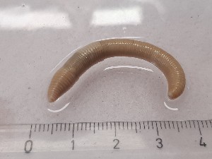  ( - ABOL-25-0336)  @11 [ ] Unspecified (default): All Rights Reserved (2025) Edith Gruber Unspecified