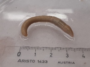  ( - ABOL-25-0336)  @11 [ ] Unspecified (default): All Rights Reserved (2025) Edith Gruber Unspecified