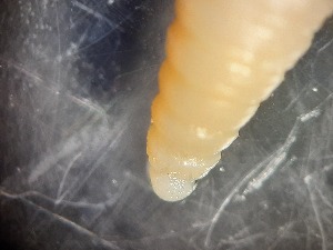  (Aporrectodea thaleri - ABOL-25-0344)  @11 [ ] Unspecified (default): All Rights Reserved (2025) Edith Gruber Unspecified