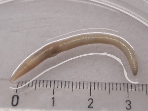  ( - ABOL-25-0344)  @11 [ ] Unspecified (default): All Rights Reserved (2025) Edith Gruber Unspecified