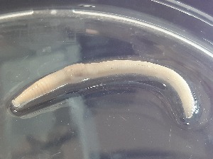  ( - ABOL-25-0344)  @11 [ ] Unspecified (default): All Rights Reserved (2025) Edith Gruber Unspecified