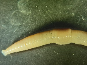  ( - ABOL-25-0344)  @11 [ ] Unspecified (default): All Rights Reserved (2025) Edith Gruber Unspecified