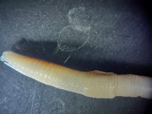  ( - ABOL-25-0344)  @11 [ ] Unspecified (default): All Rights Reserved (2025) Edith Gruber Unspecified