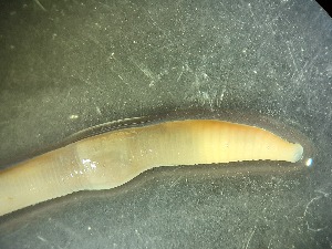  ( - ABOL-25-0362)  @11 [ ] Unspecified (default): All Rights Reserved (2025) Edith Gruber Unspecified